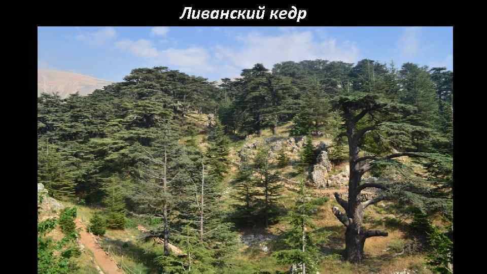 Ливанский кедр 