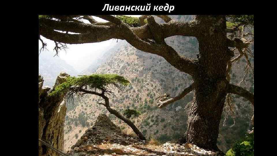 Ливанский кедр 