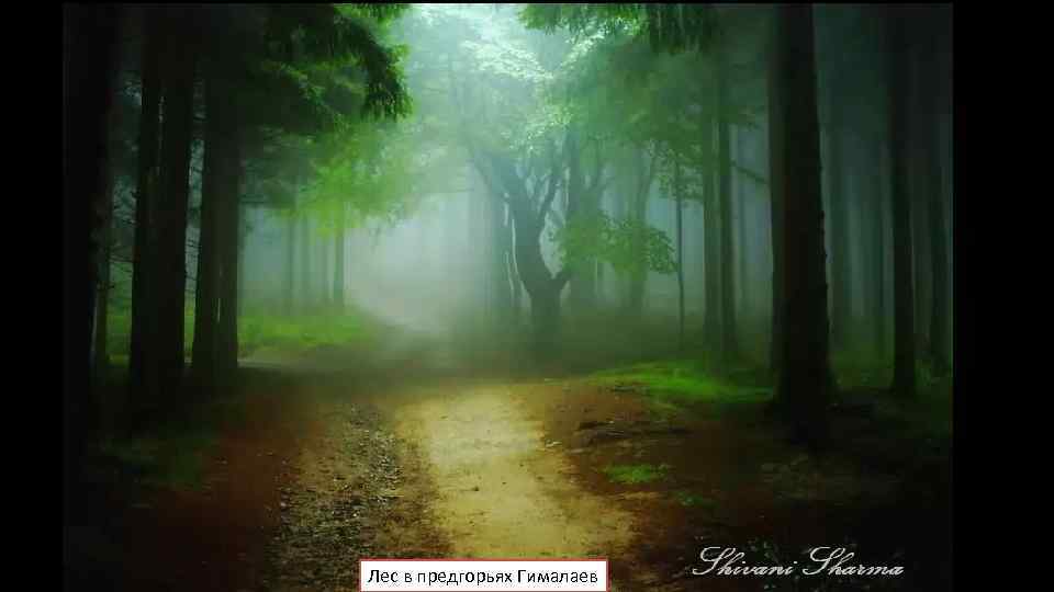 Лес в предгорьях Гималаев 