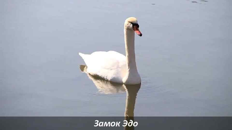 Замок Эдо 