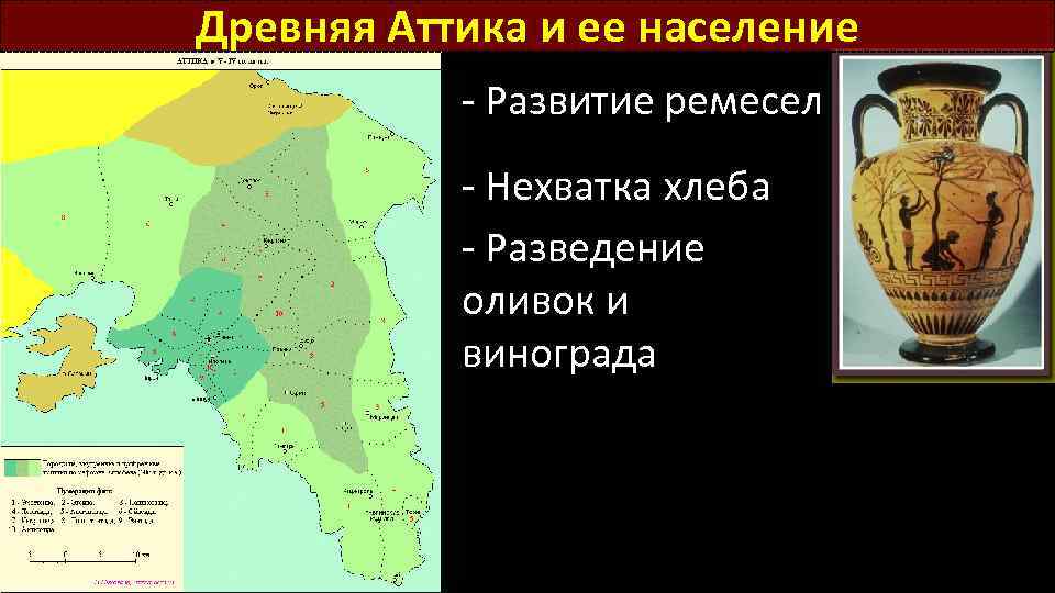 Древняя Аттика и ее население - Развитие ремесел - Нехватка хлеба - Разведение оливок