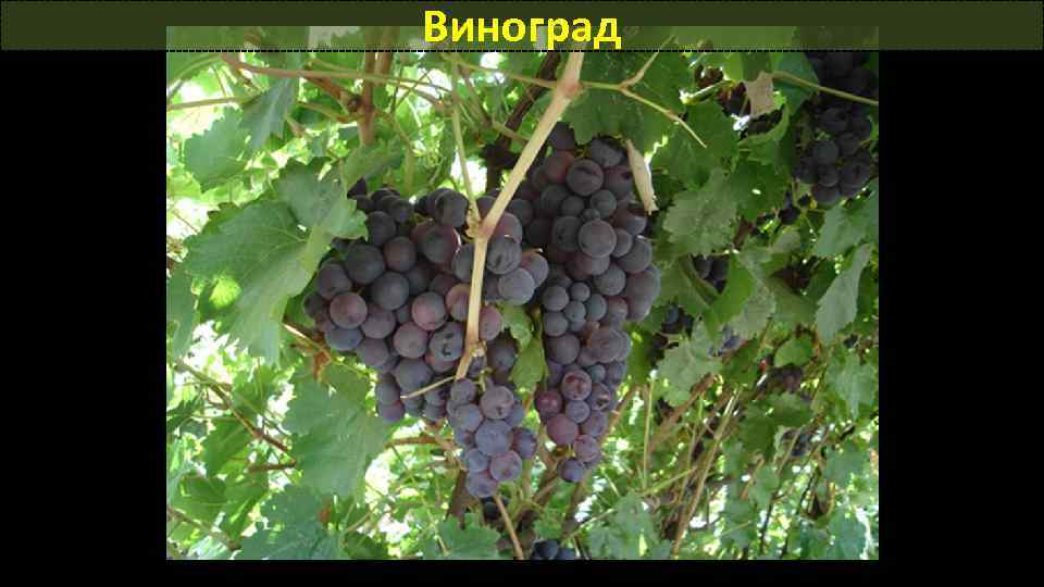 Виноград 