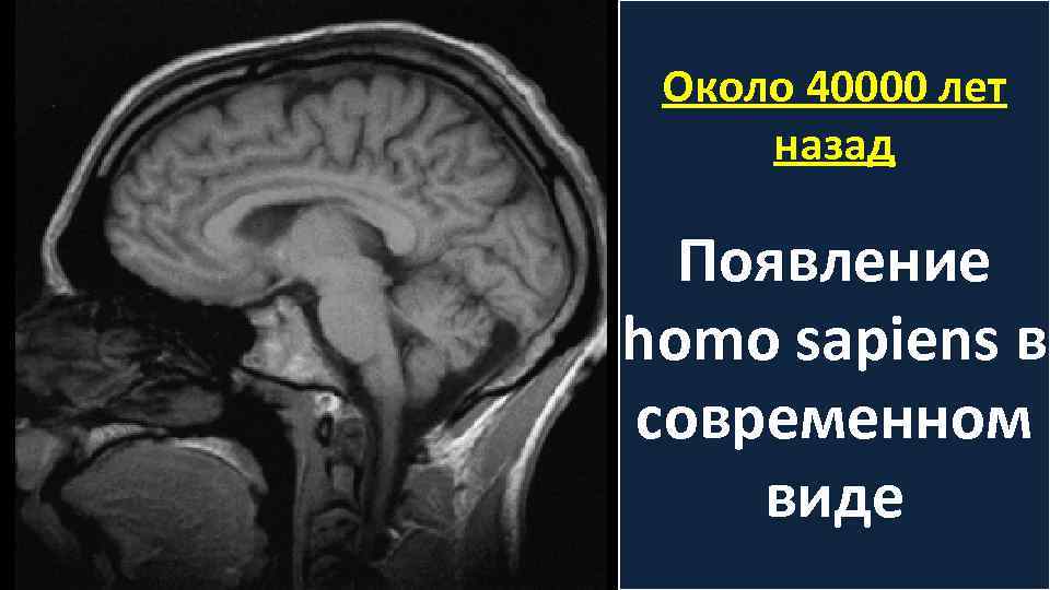 Около 40000 лет назад Появление homo sapiens в современном виде 