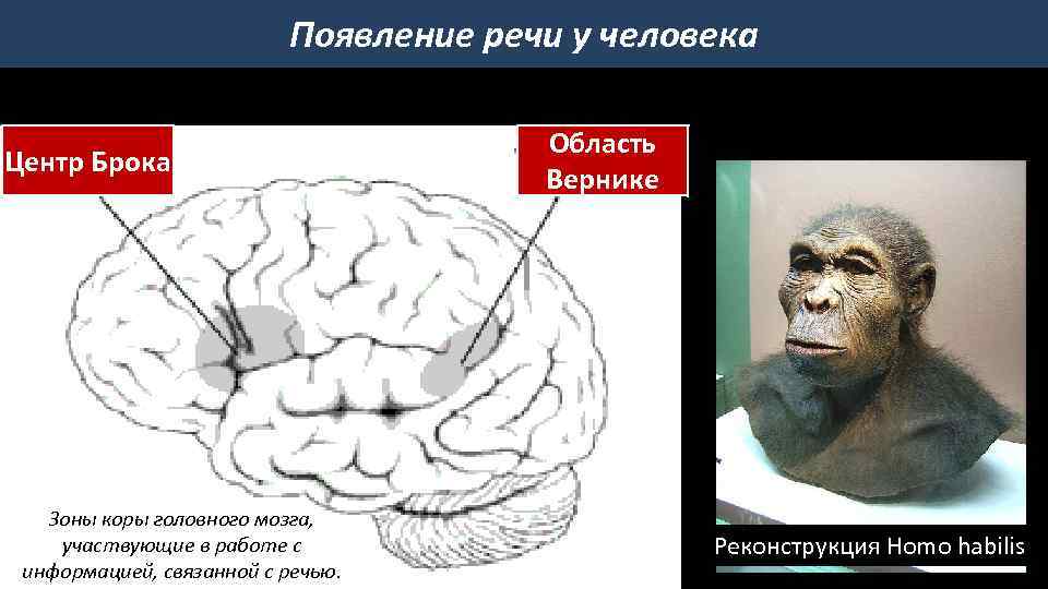 Появление речи у человека Центр Брока Зоны коры головного мозга, участвующие в работе с