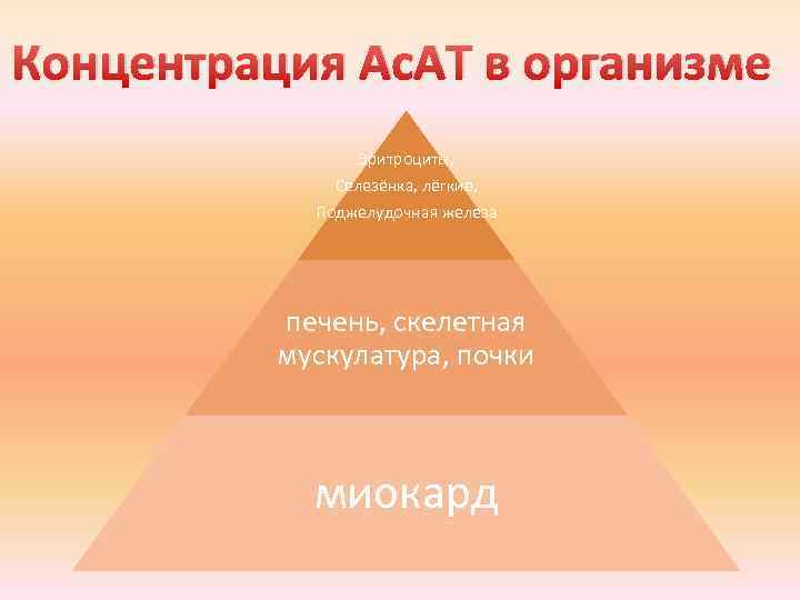Концентрация Ас. АТ в организме Эритроциты, Селезёнка, лёгкие, Поджелудочная железа печень, скелетная мускулатура, почки