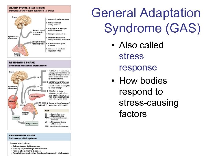 General Adaptation Syndrome (GAS) • Also called stress response • How bodies respond to