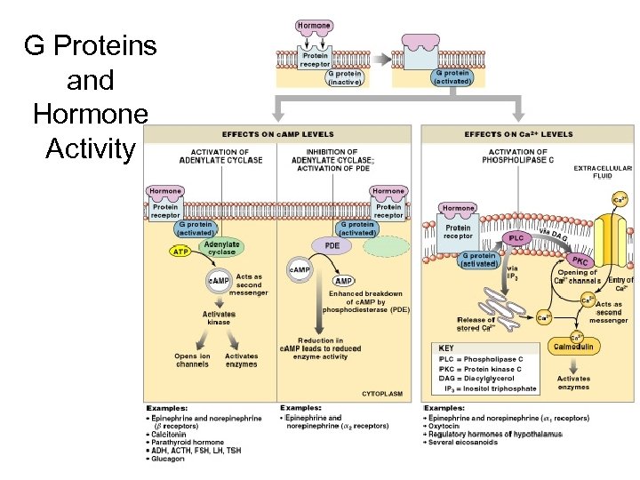 G Proteins and Hormone Activity Figure 18– 3 