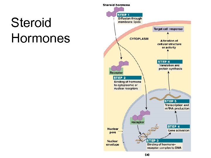 Steroid Hormones Figure 18– 4 a 
