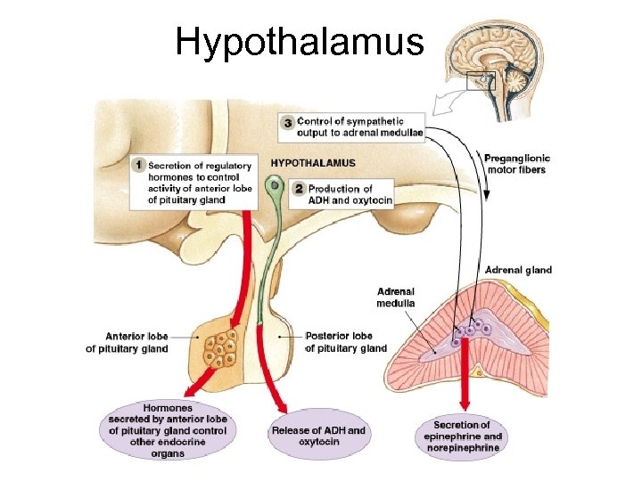 Hypothalamus Figure 18– 5 