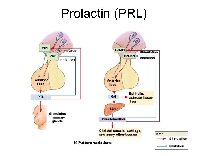 Prolactin (PRL) Figure 18– 8 b 
