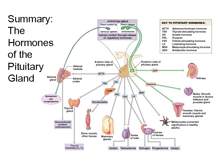 Summary: The Hormones of the Pituitary Gland Figure 18– 9 