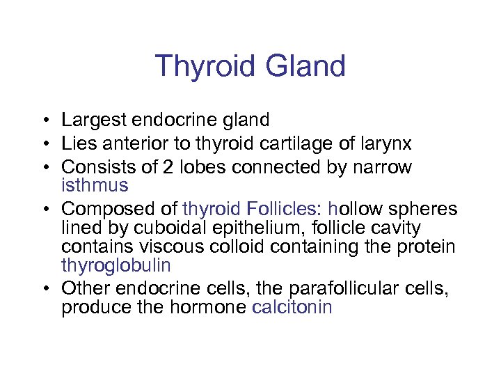Thyroid Gland • Largest endocrine gland • Lies anterior to thyroid cartilage of larynx