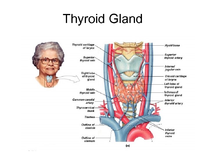 Thyroid Gland Figure 18– 10 a, b 