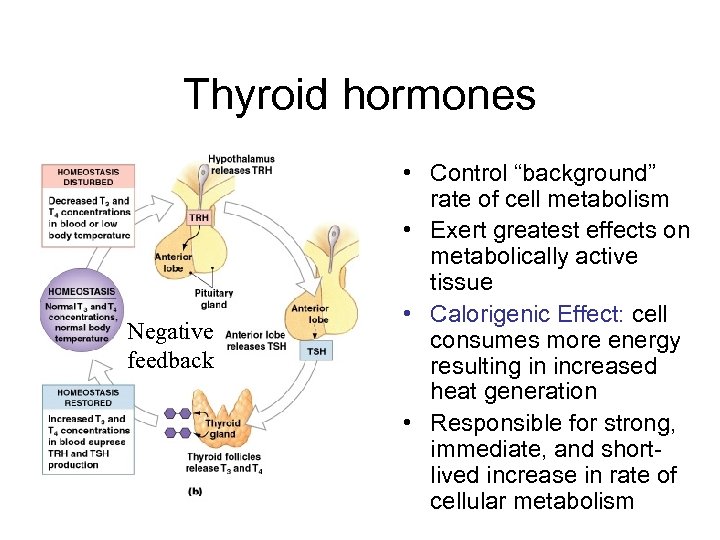 Thyroid hormones Negative feedback • Control “background” rate of cell metabolism • Exert greatest