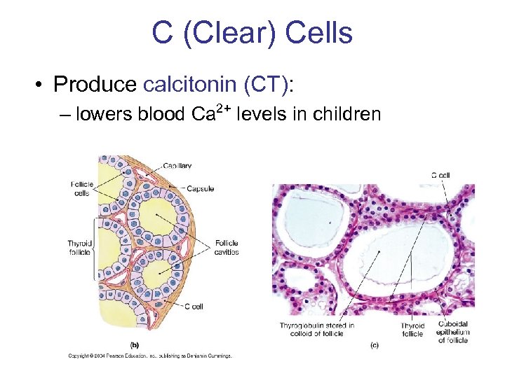 C (Clear) Cells • Produce calcitonin (CT): – lowers blood Ca 2+ levels in
