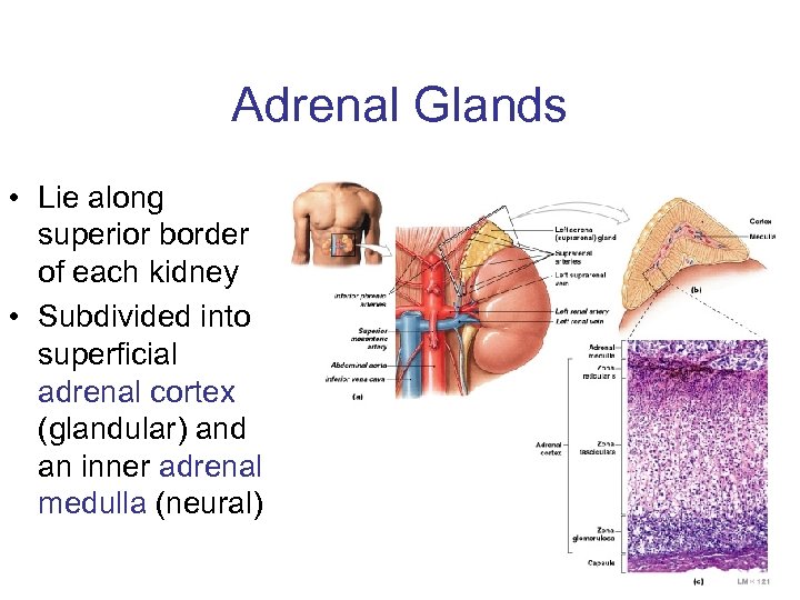 Adrenal Glands • Lie along superior border of each kidney • Subdivided into superficial