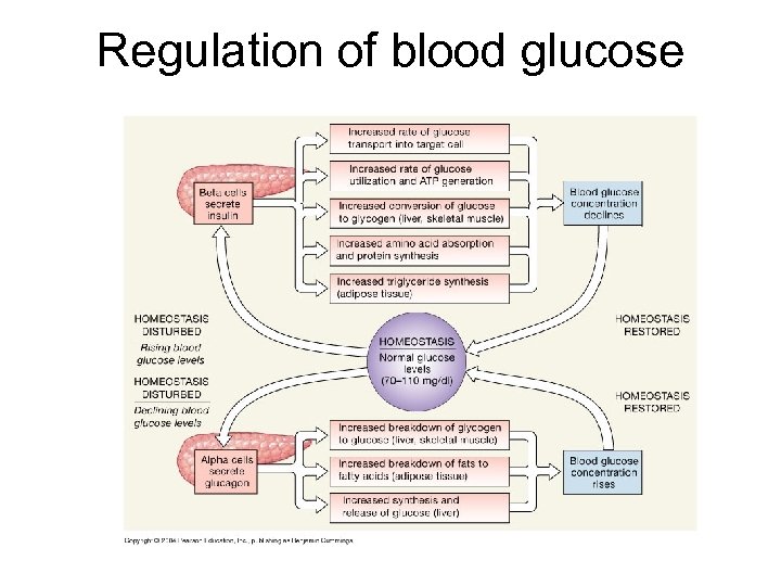 Regulation of blood glucose 