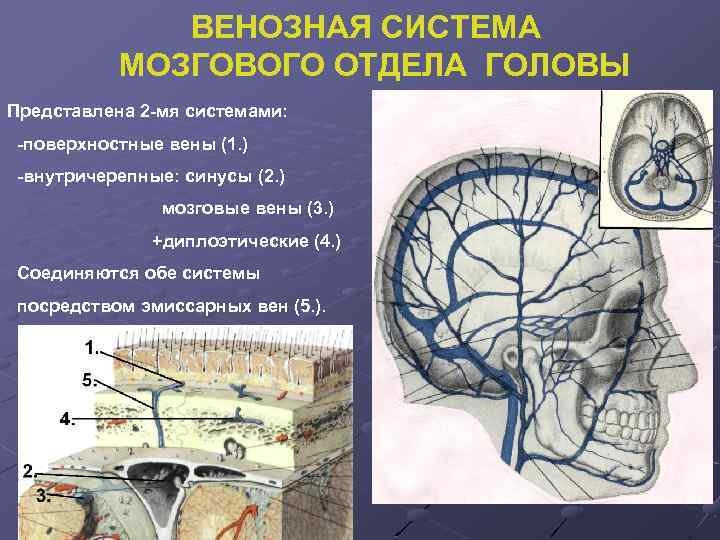 ВЕНОЗНАЯ СИСТЕМА МОЗГОВОГО ОТДЕЛА ГОЛОВЫ Представлена 2 -мя системами: -поверхностные вены (1. ) -внутричерепные: