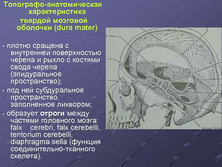 Топографо-анатомическая характеристика твердой мозговой оболочки (dura mater) - плотно сращена с внутренней поверхностью черепа