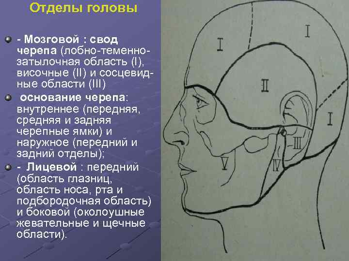 Отделы головы - Мозговой : свод черепа (лобно-теменнозатылочная область (I), височные (II) и сосцевидные