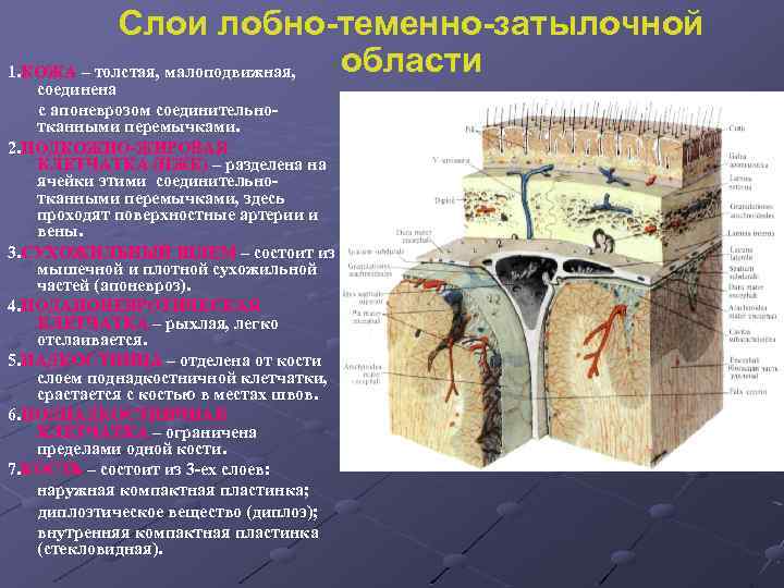 Слои лобно-теменно-затылочной области 1. КОЖА – толстая, малоподвижная, соединена с апоневрозом соединительнотканными перемычками. 2.