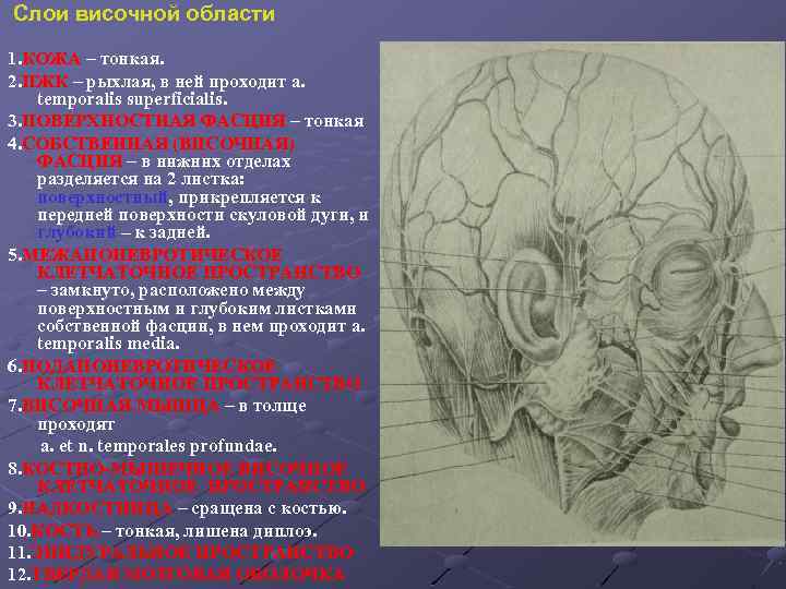 Слои височной области 1. КОЖА – тонкая. 2. ПЖК – рыхлая, в ней проходит