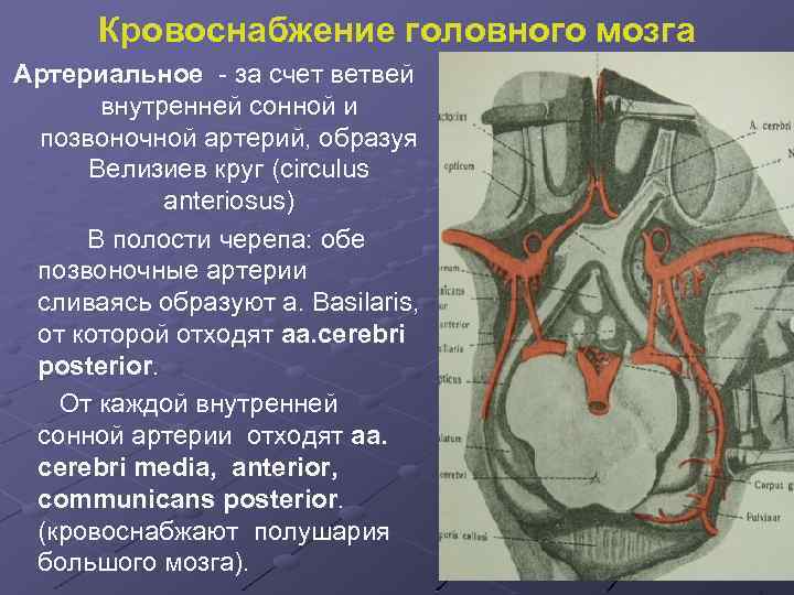 Кровоснабжение головного мозга Артериальное - за счет ветвей внутренней сонной и позвоночной артерий, образуя