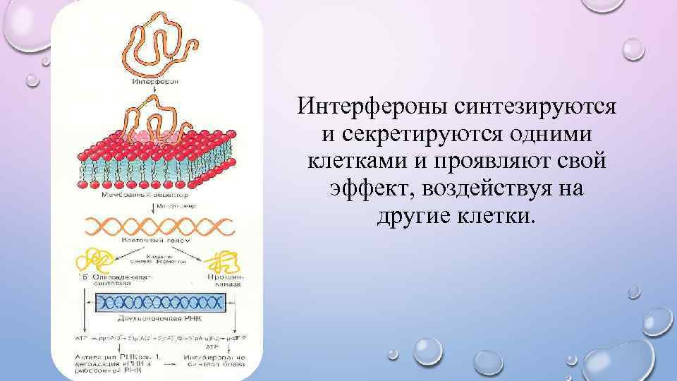 Интерфероны синтезируются и секретируются одними клетками и проявляют свой эффект, воздействуя на другие клетки.