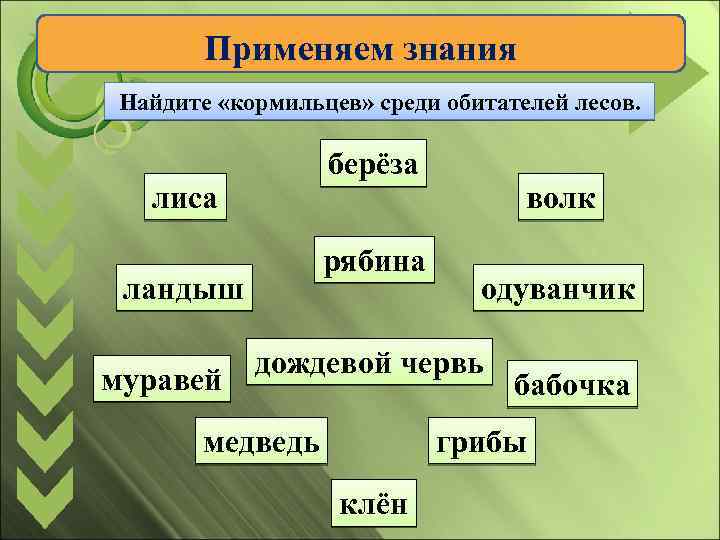 Применяем знания Найдите «кормильцев» среди обитателей лесов. берёза лиса рябина ландыш муравей волк одуванчик