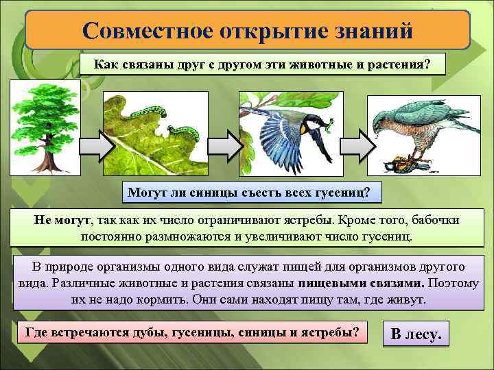 Совместное открытие знаний Как связаны друг с другом эти животные и растения? Могут ли