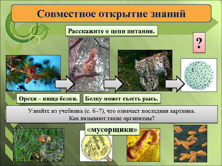 Совместное открытие знаний Расскажите о цепи питания. ? Орехи – пища белки. Белку может