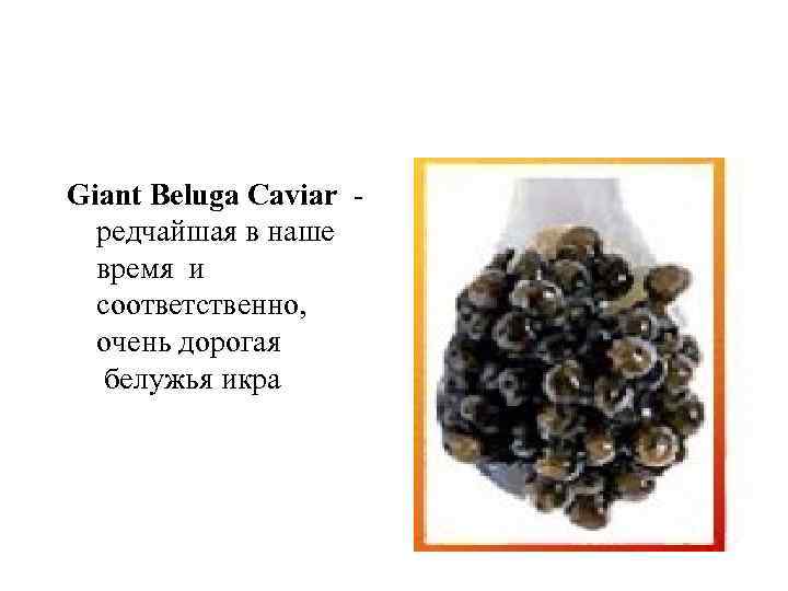 Giant Beluga Caviar - редчайшая в наше время и соответственно, очень дорогая белужья икра