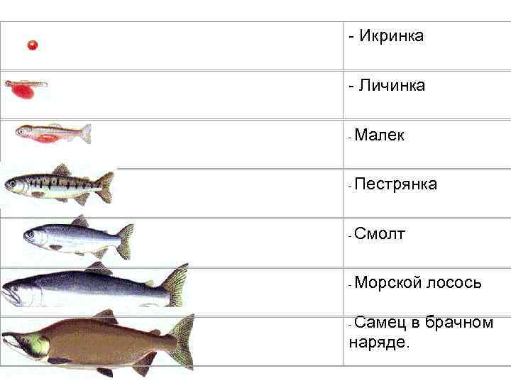 - Икринка - Личинка - Малек - Пестрянка - Смолт - Морской лосось Самец