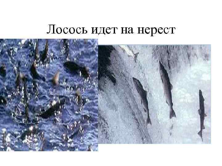 Лосось идет на нерест 