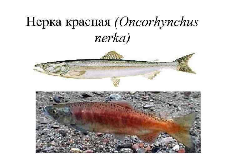 Нерка красная (Oncorhynchus nerka) 