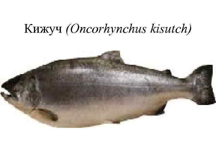Кижуч (Oncorhynchus kisutch) 
