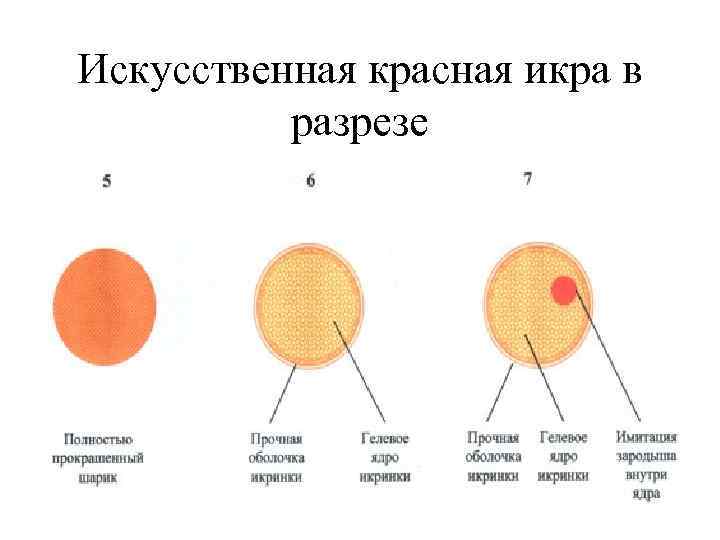 Строение красных