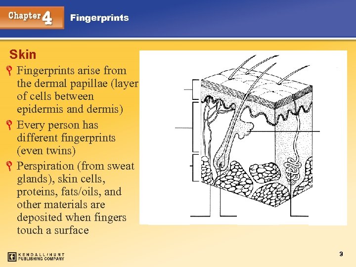Fingerprints Skin L Fingerprints arise from the dermal papillae (layer of cells between epidermis