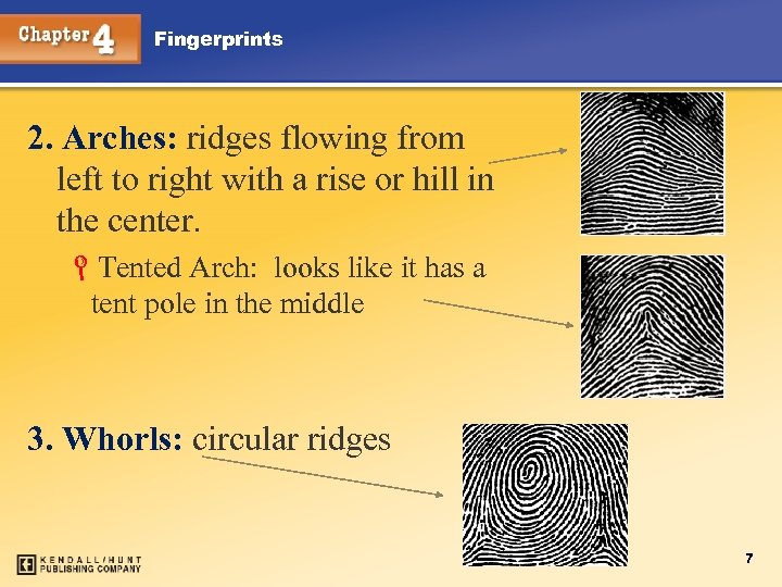 Fingerprints 2. Arches: ridges flowing from left to right with a rise or hill