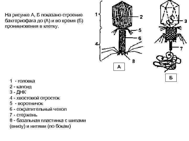 Рисунок бактериофага с подписями