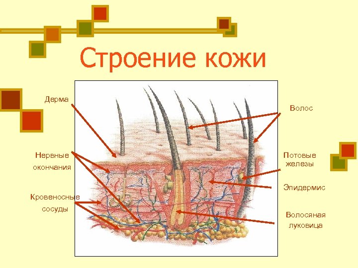 Строение кожи Дерма Волос Нервные окончания Потовые железы Эпидермис Кровеносные сосуды Волосяная луковица 