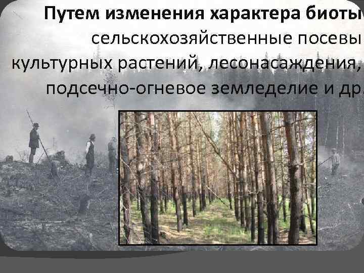 Путем изменения характера биоты сельскохозяйственные посевы культурных растений, лесонасаждения, подсечно-огневое земледелие и др. 