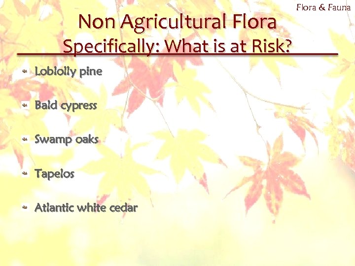 Non Agricultural Flora Specifically: What is at Risk? Loblolly pine Bald cypress Swamp oaks