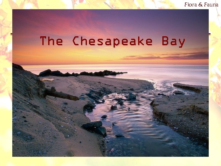 Flora & Fauna The Chesapeake Bay 