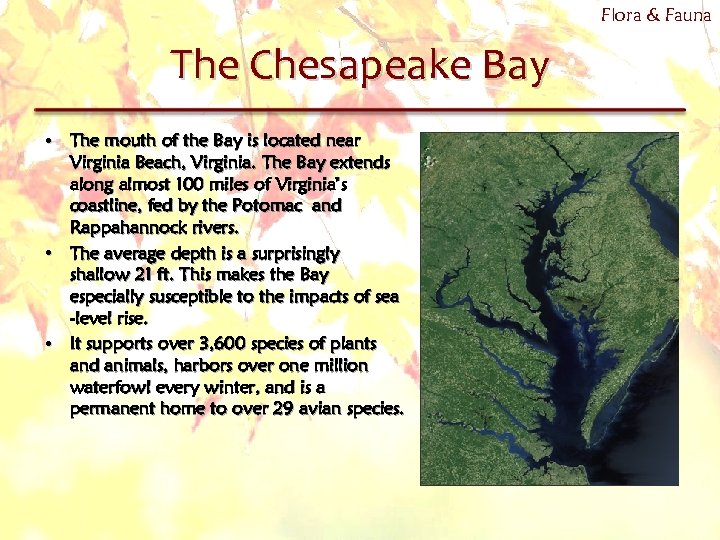 Flora & Fauna The Chesapeake Bay • The mouth of the Bay is located