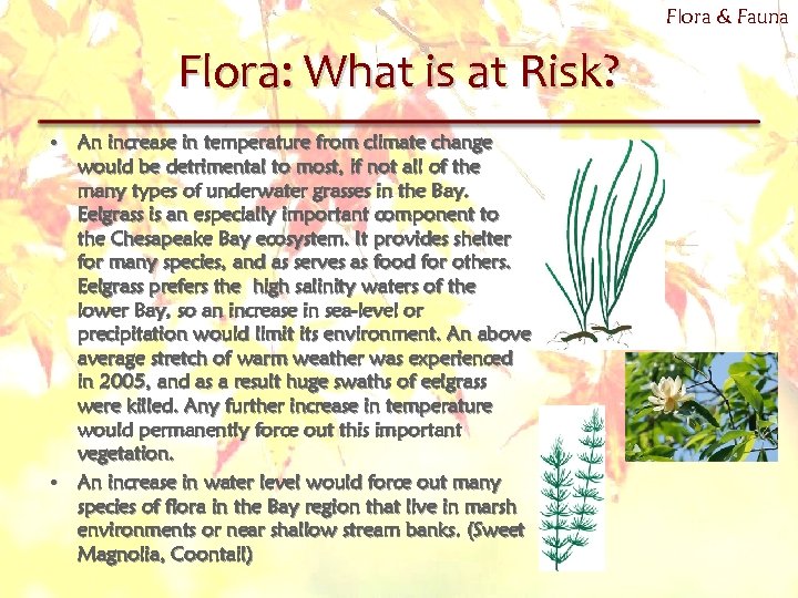 Flora & Fauna Flora: What is at Risk? • An increase in temperature from