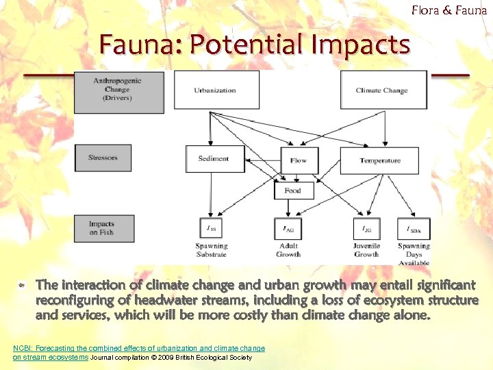 Flora & Fauna: Potential Impacts The interaction of climate change and urban growth may