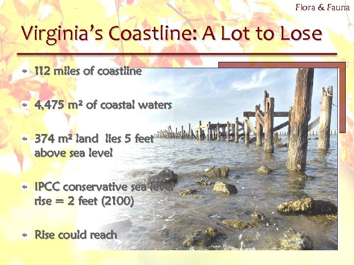 Flora & Fauna Virginia’s Coastline: A Lot to Lose 112 miles of coastline 4,