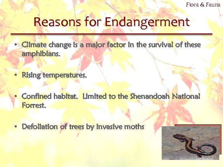 Flora & Fauna Reasons for Endangerment • Climate change is a major factor in