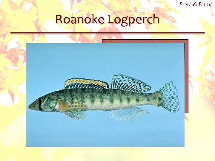 Flora & Fauna Roanoke Logperch 